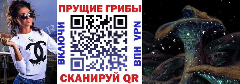 где купить наркоту Верея Псилоцибиновые грибы Psilocybe